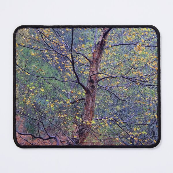 Item preview, Autumn Birch designed and sold by Macrae images.