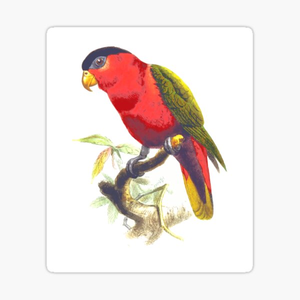 Vista previa del artículo con la obra «Loro de lory de pájaro de lory animal de vientre púrpura», diseñado y vendido por greengoodnich.