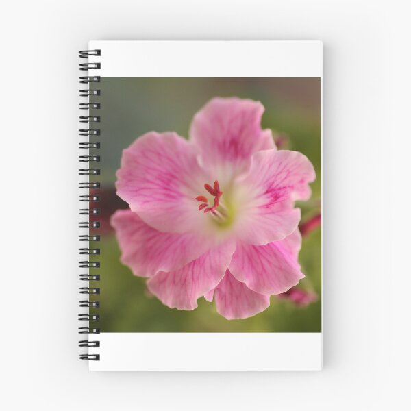 Item preview, Pelargonium .. Spring Debut designed and sold by Michael Matthews.