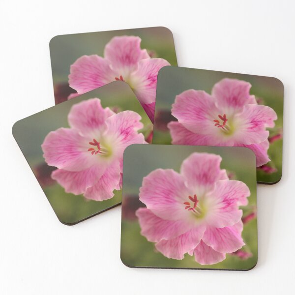 Item preview, Pelargonium .. Spring Debut designed and sold by Michael Matthews.