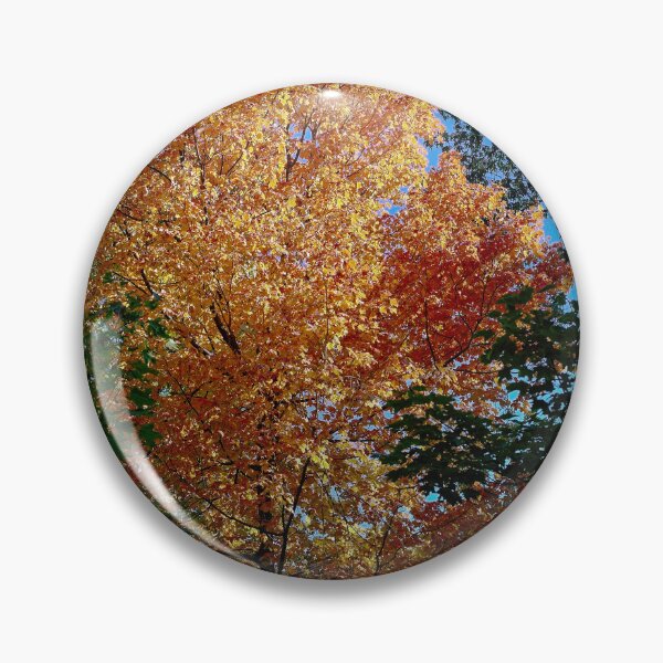 Item preview, Fall Maple Tree, UW Arboretum, Madison, WI 3 designed and sold by StevenRalserPhoto.