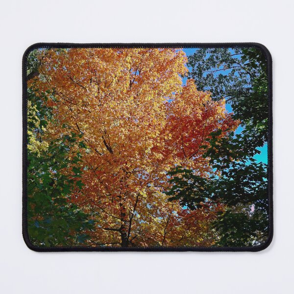 Item preview, Fall Maple Tree, UW Arboretum, Madison, WI 3 designed and sold by StevenRalserPhoto.
