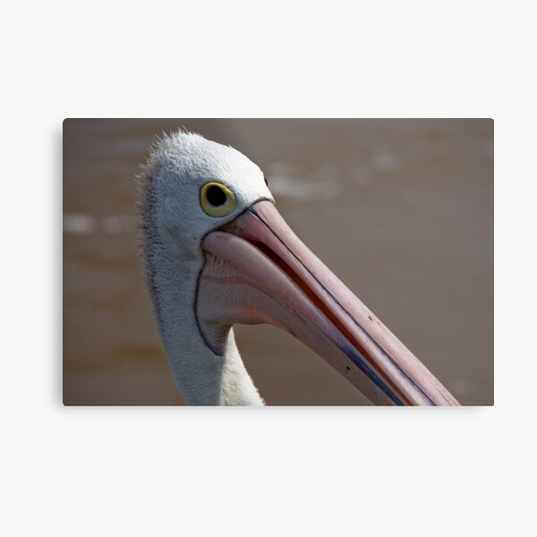 Pelican Metal Print
