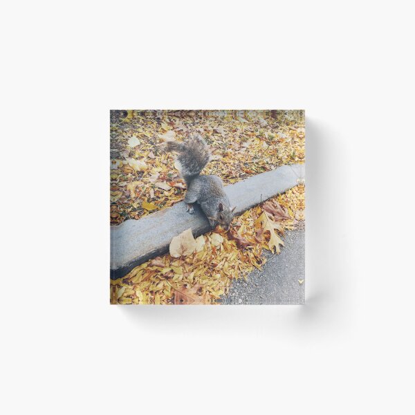 Item preview, Squirrel at Boston Common designed and sold by Mel Moreno.
