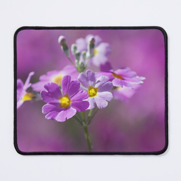 Item preview, Primula Flower designed and sold by Kim Chi Thai.