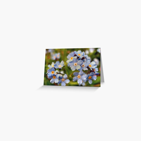 Forget-Me-Knots Greeting Card
