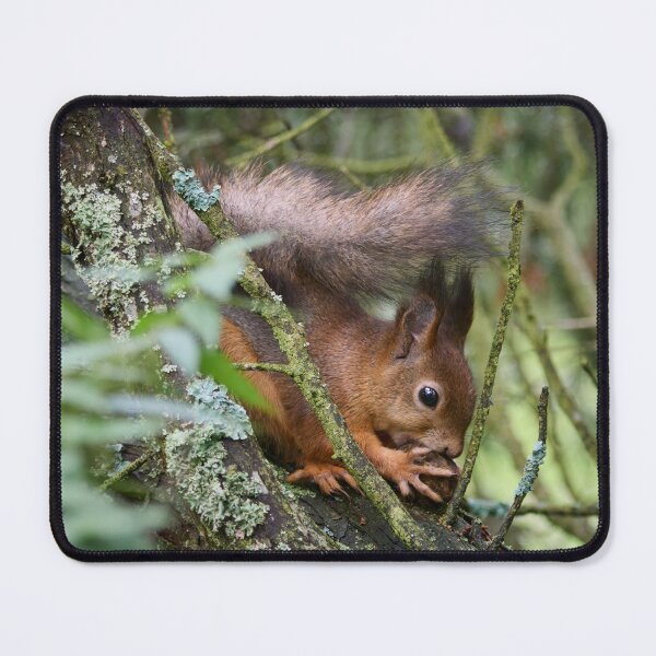 Item preview, Just going nuts. Eurasian red squirrel designed and sold by Jouko Lehto Photography.