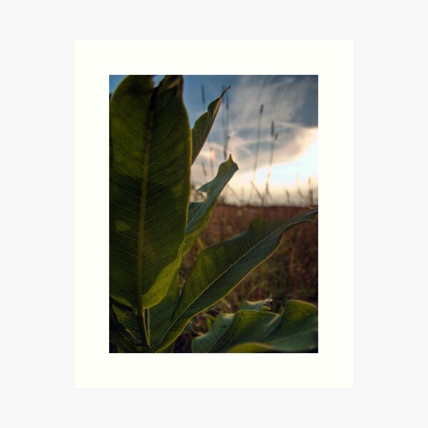 Backlit Leaves (Milkweed) Art Print