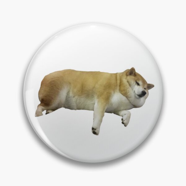 Thick shiba best sale