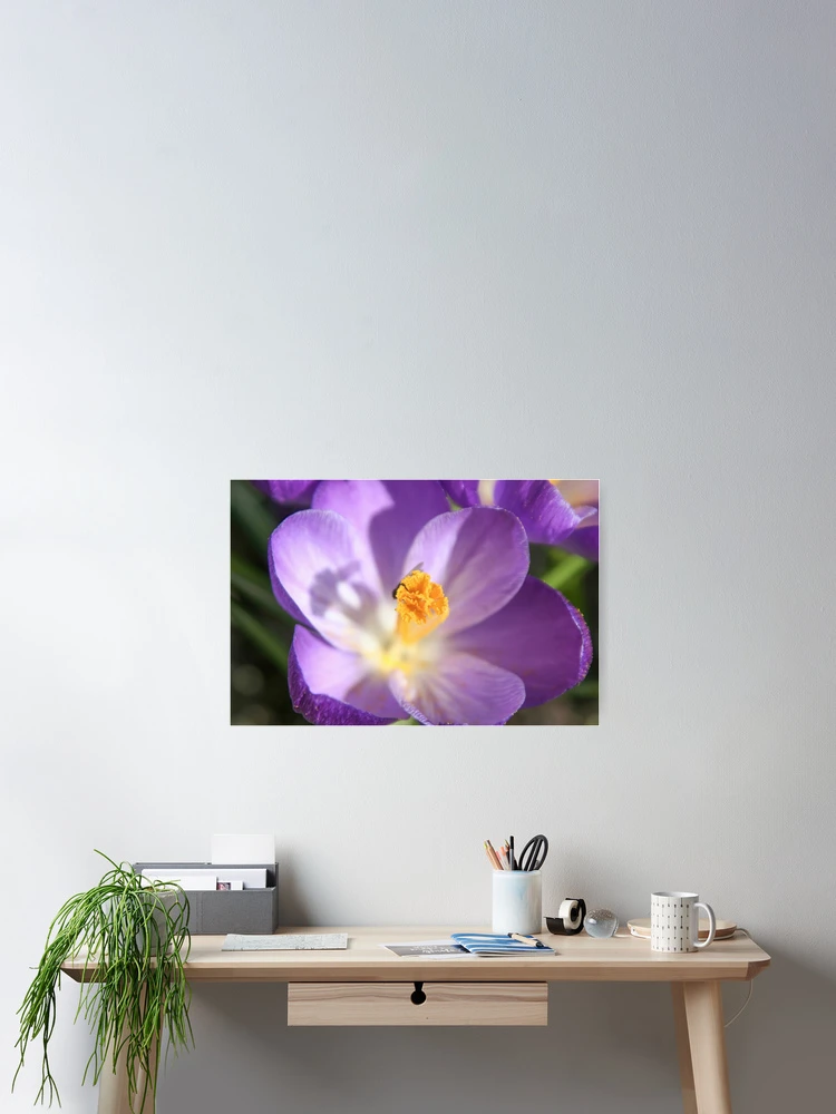 Thumbnail 2 of 3, Poster, Spring designed and sold by Calidris Fotografie Steffi & Ben Köppler.