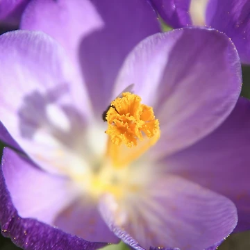 Artwork thumbnail, Spring by Calidris Fotografie Steffi & Ben Köppler
