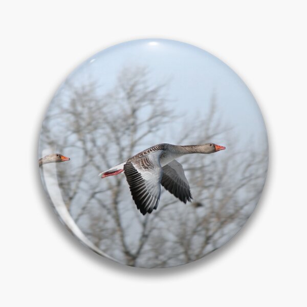 Item preview, Greylag Geese flying designed and sold by Calidris Fotografie Steffi & Ben Köppler.