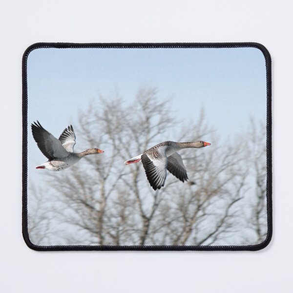 Item preview, Greylag Geese flying designed and sold by Calidris Fotografie Steffi & Ben Köppler.