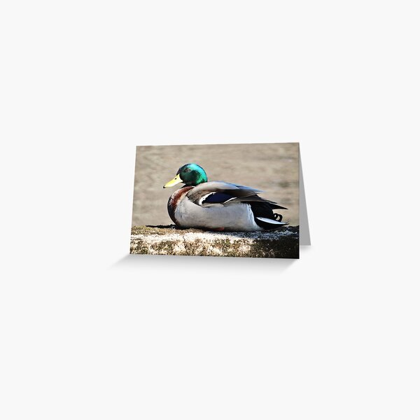Mallard Drake on the Concord River Greeting Card
