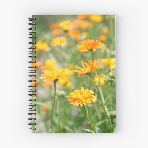 Item preview, Pot Marigold designed and sold by Calidris Fotografie Steffi & Ben Köppler.