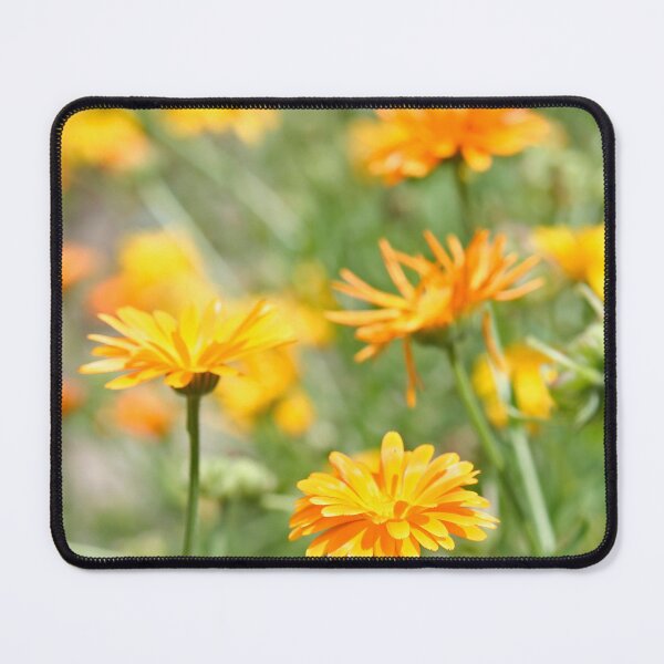 Item preview, Pot Marigold designed and sold by Calidris Fotografie Steffi & Ben Köppler.