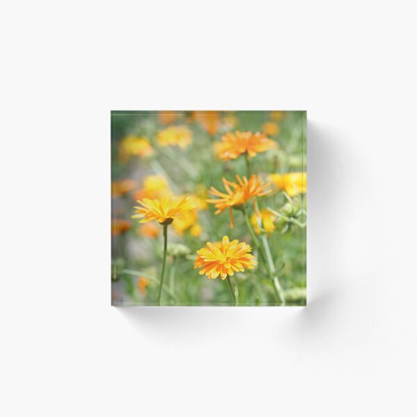 Item preview, caléndula designed and sold by Calidris Fotografie Steffi & Ben Köppler.