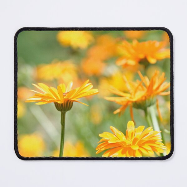 Item preview, Summer - Pot Marigold designed and sold by Calidris Fotografie Steffi & Ben Köppler.