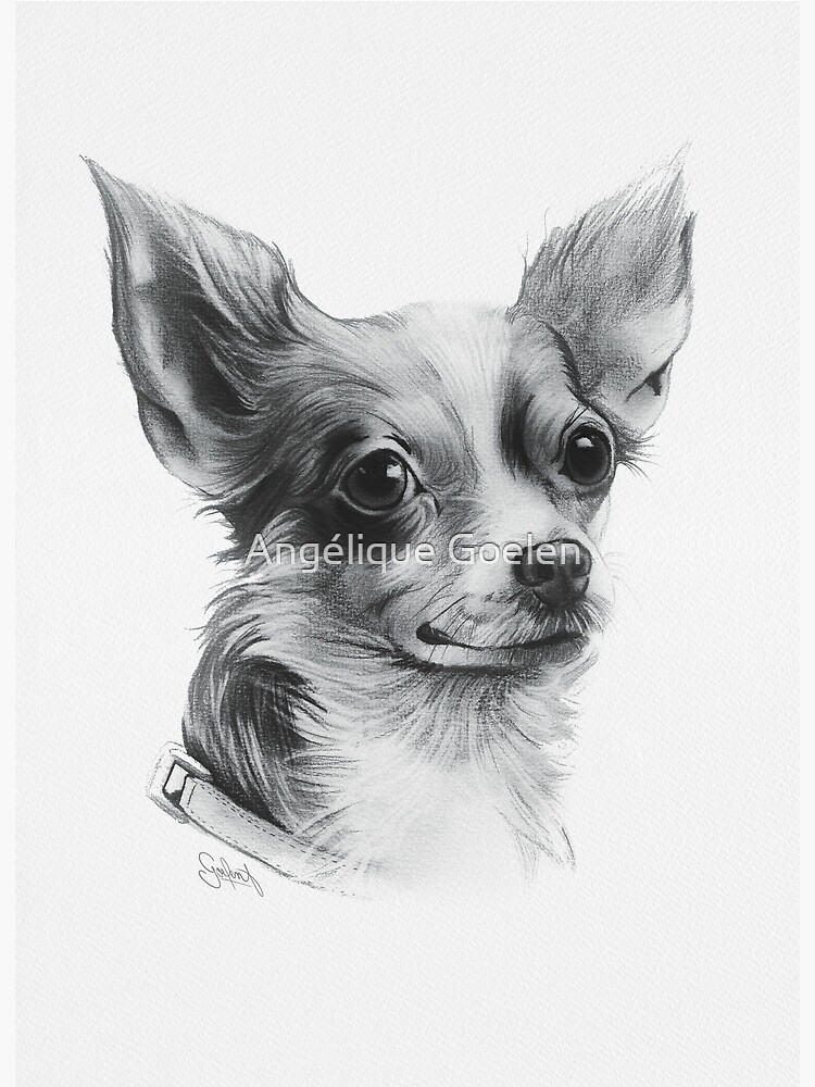 Portrait de chien Chihuahua en noir et blanc Dessin la main aux crayons gris dessin r aliste de l artiste Goelen Ang lique moi tirages d art