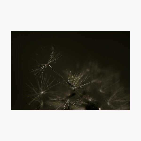 Photographic Print
