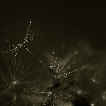 Artwork thumbnail, Fly with Me by Pamela Bates