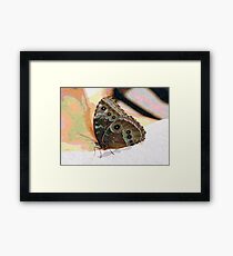 Butterfly Oil Pastel Framed Print