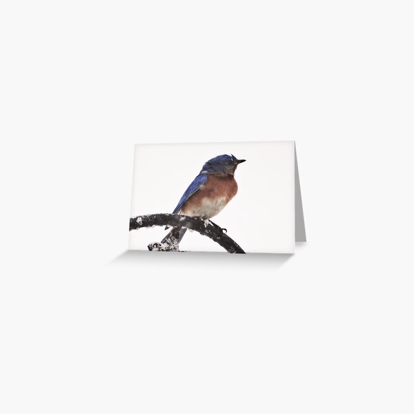 Eastern Bluebird in Snowfall Greeting Card
