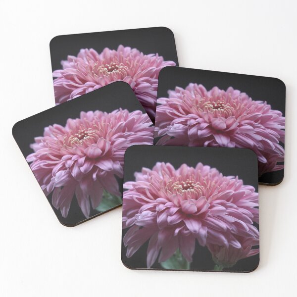 Item preview, Chrysanthemum photo designed and sold by AnthonyThomas.
