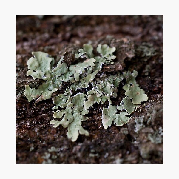Item preview, lichen 2 designed and sold by jude walton.