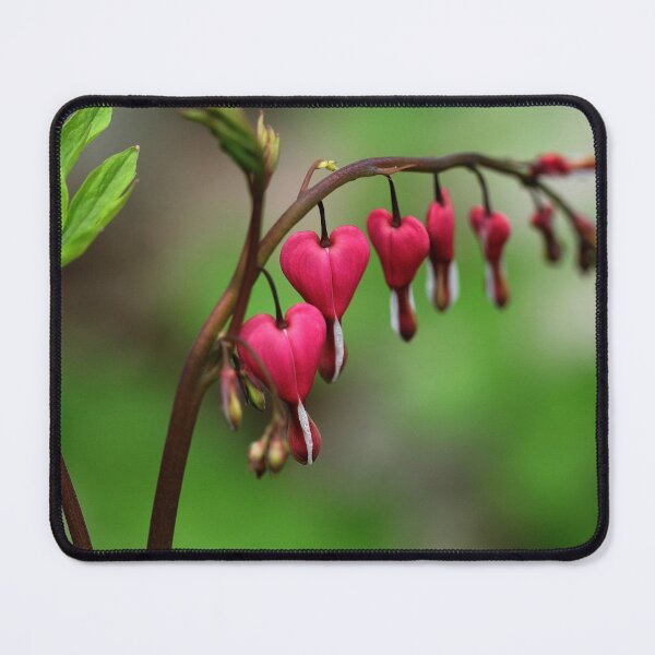 Item preview, Bleeding Hearts designed and sold by Debbie Oppermann.