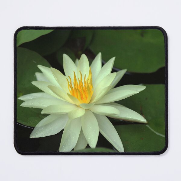 Item preview, Yellow Water Lily designed and sold by Debbie Oppermann.