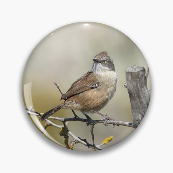 Item preview, A beautiful little Scrub Wren designed and sold by David  Hibberd.