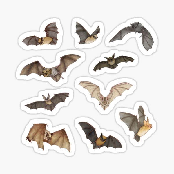 Item preview, Bats of the Pacific Northwest designed and sold by somecallmebeth.