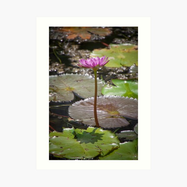 Water Lilly Art Print