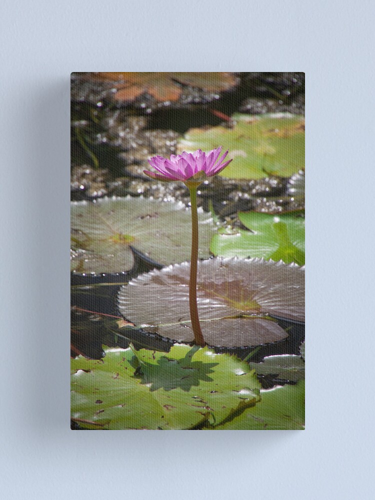 Alternate view of Water Lilly Canvas Print