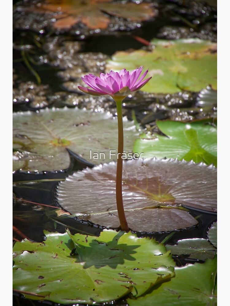 Water Lilly by Mowog