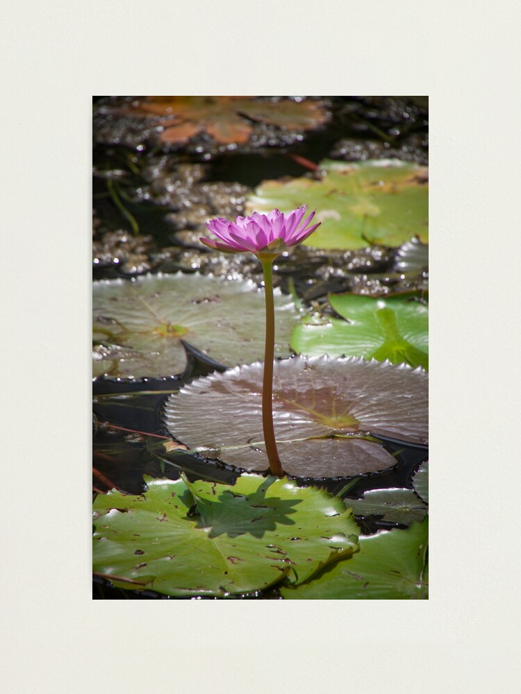 Alternate view of Water Lilly Photographic Print