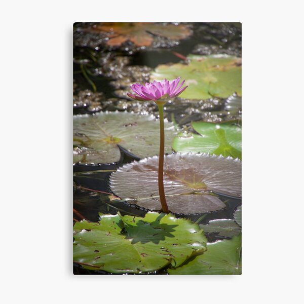 Water Lilly Metal Print