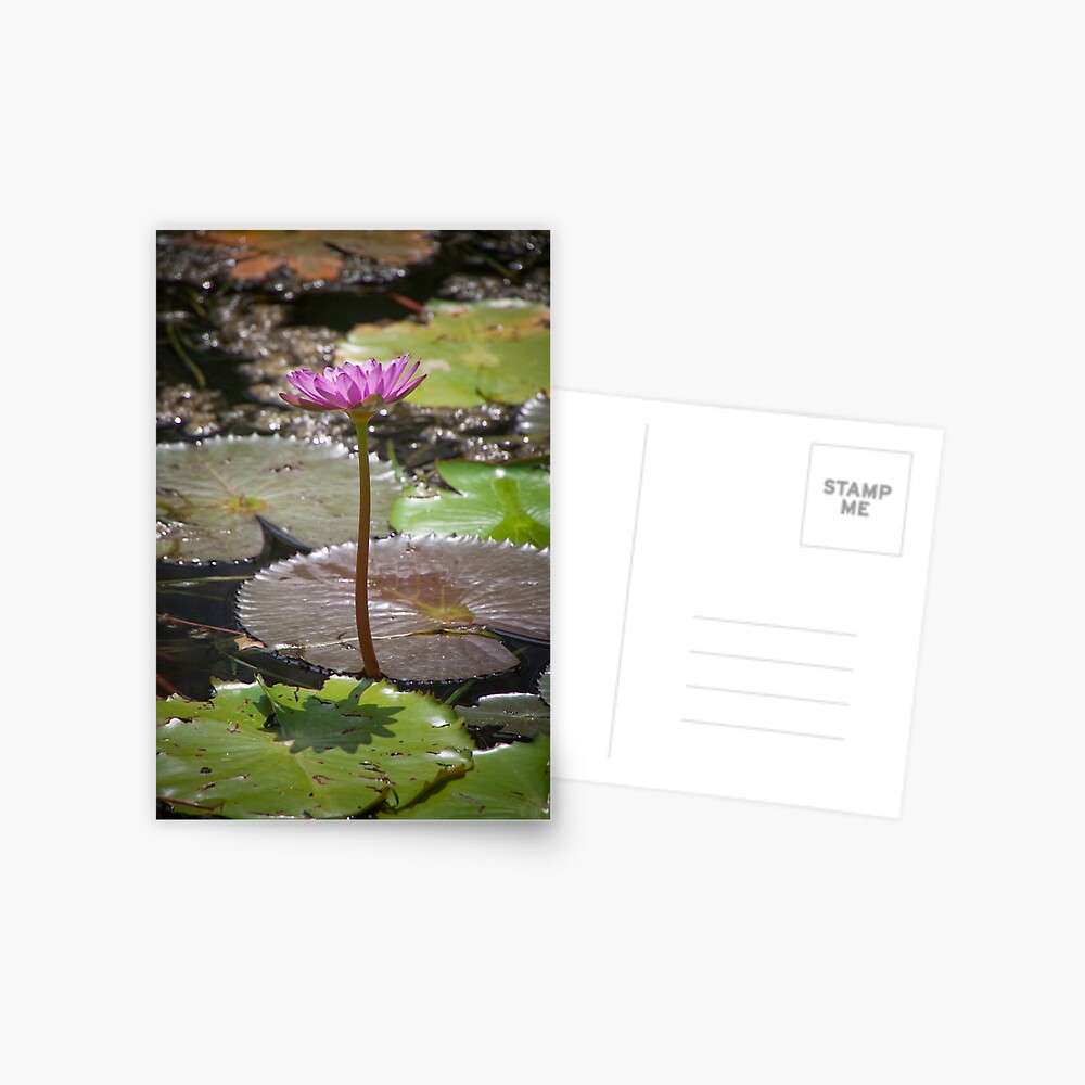 Water Lilly Postcard