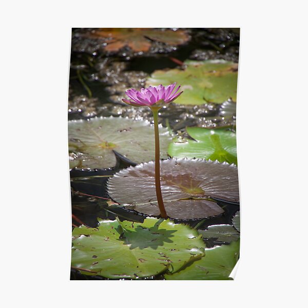 Water Lilly Poster