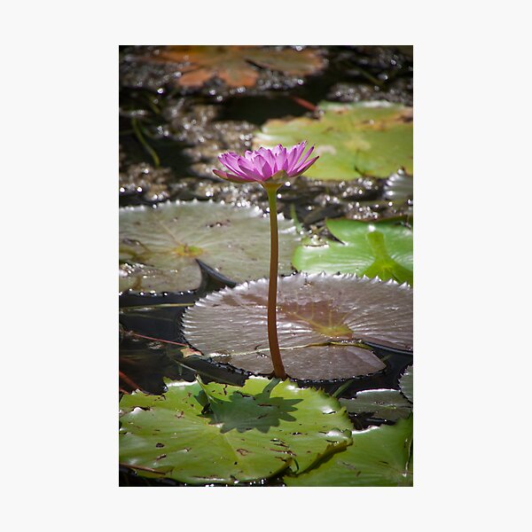 Water Lilly Photographic Print