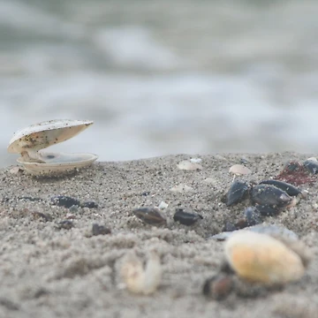 Artwork thumbnail, Shell by Calidris Fotografie Steffi & Ben Köppler