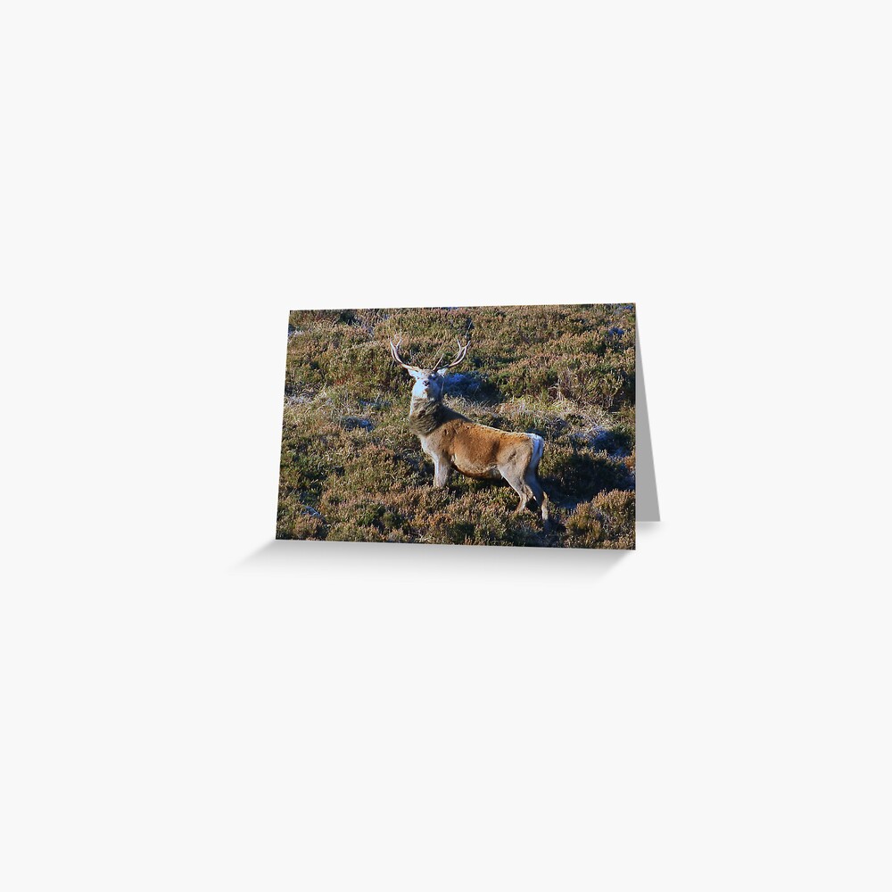 Aye You ! Greeting Card