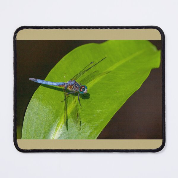 Item preview, Give Someone You Love A Dragonfly Kiss ~ Dragonfly: Blue Dasher, Lake Martin Nature Preserve, Lafayette, St. Martin Parish, Louisiana, USA designed and sold by MoreEZUSA-Here.