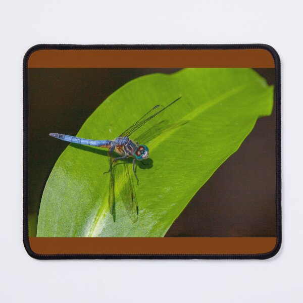 Item preview, The Perfect Gift For A Dragonfly Lover ~ Dragonfly: Blue Dasher, Lake Martin Nature Preserve, Lafayette, St. Martin Parish, Louisiana. designed and sold by MoreEZUSA-Here.