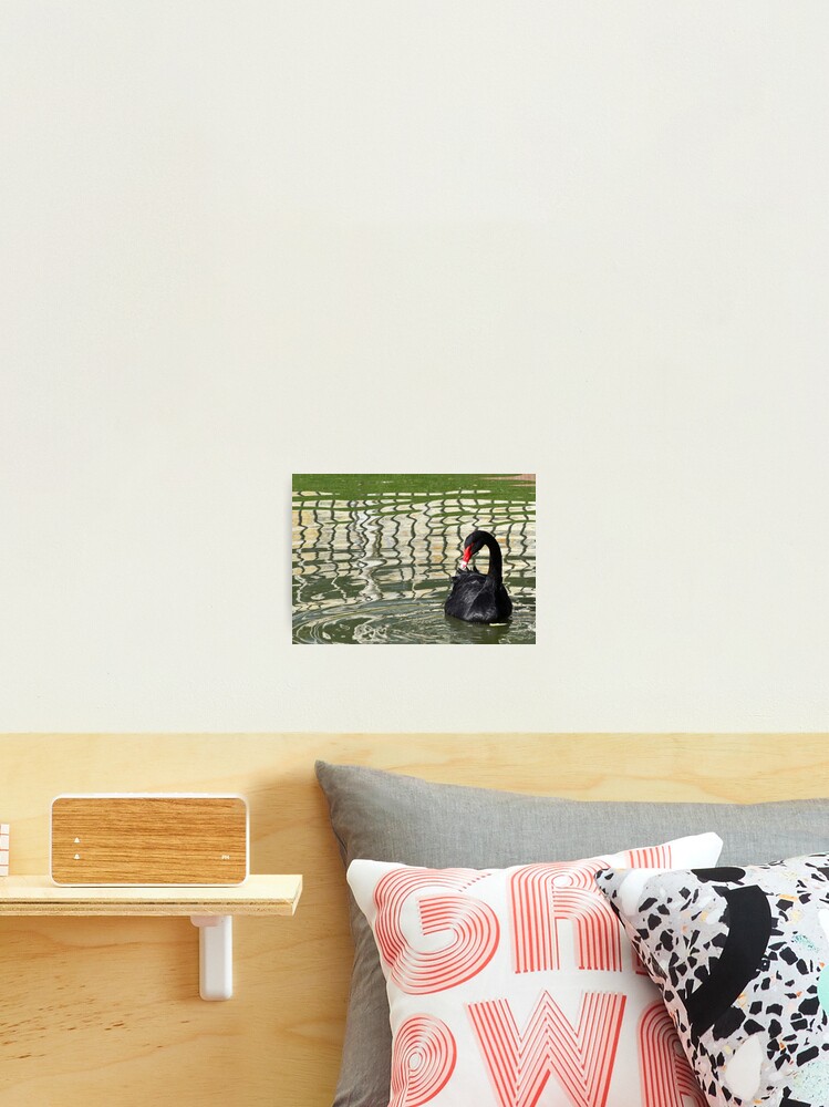 Thumbnail 2 of 3, Photographic Print, Elegant Black Swan in Madrid, Spain designed and sold by KarenEspig.