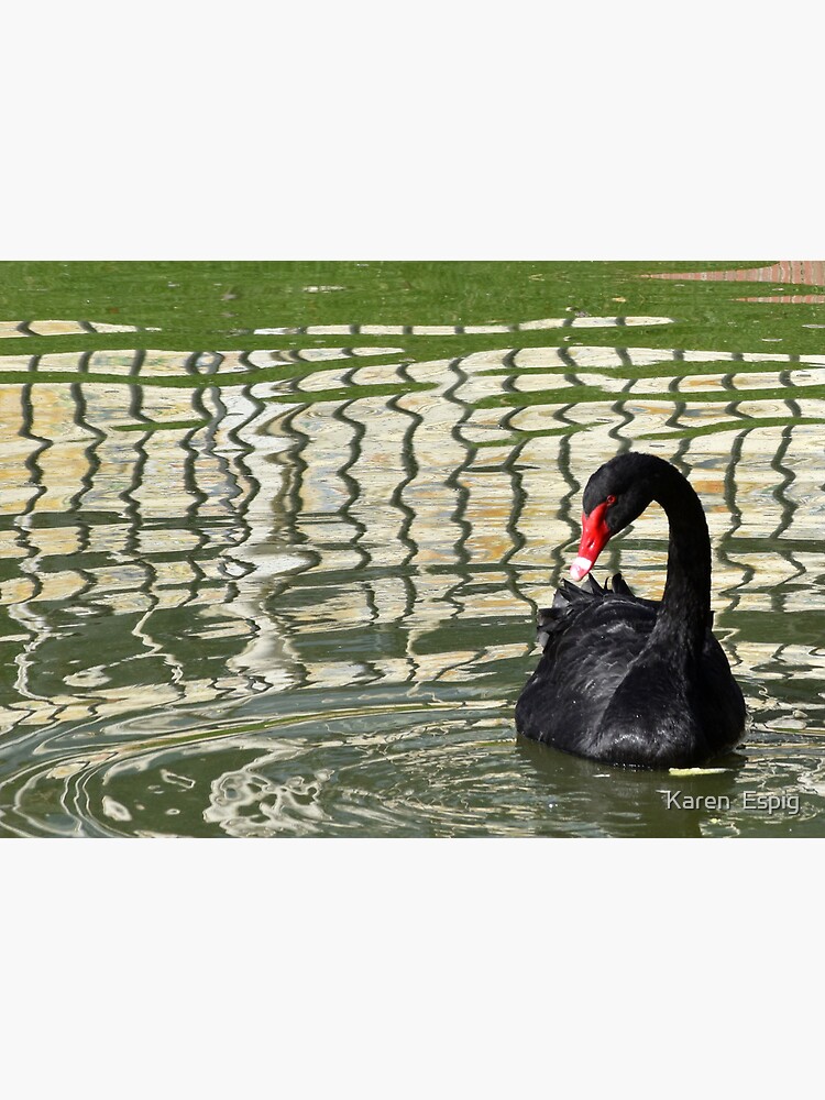 Thumbnail 3 of 3, Photographic Print, Elegant Black Swan in Madrid, Spain designed and sold by KarenEspig.