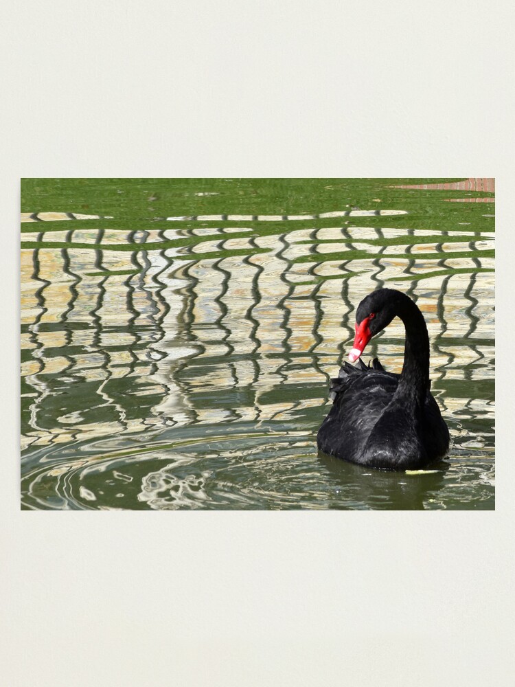 Thumbnail 1 of 3, Photographic Print, Elegant Black Swan in Madrid, Spain designed and sold by KarenEspig.