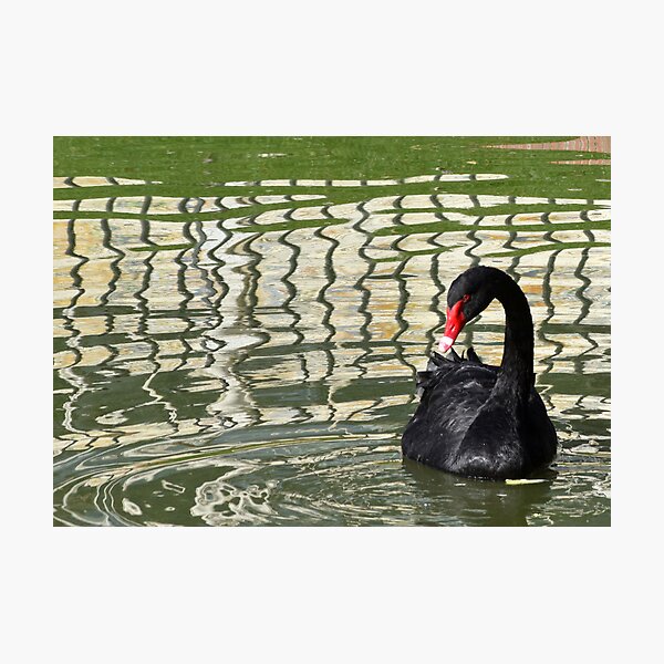 Photographic Print