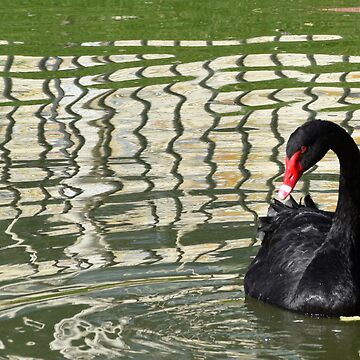 Artwork thumbnail, Elegant Black Swan in Madrid, Spain by Karen Espig